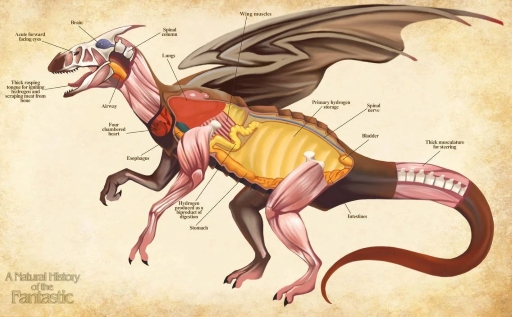 Dragon Anatomy 1