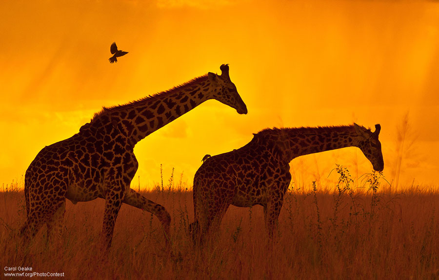 Wildlife Winner August - A pair of giraffes walking in the savannah at sunset