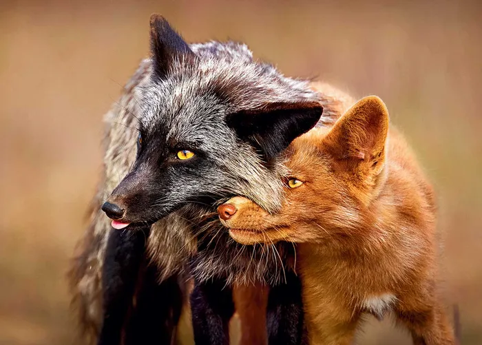 Wildlife Winner June - A pair of foxes in the wild rubbing their heads together