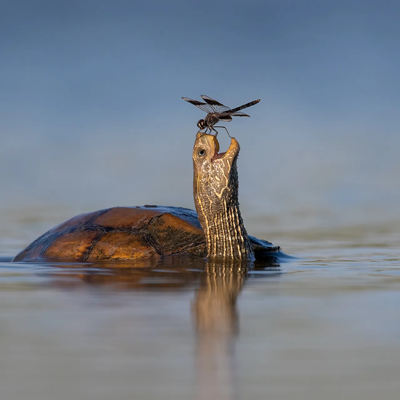 Wildlife Winner May - A turtle with a dragonfly landing on it's mouth